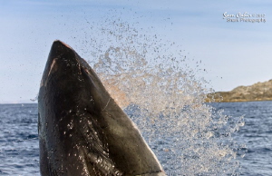 It is a widely held misconception that Great White sharks... by Sam Cahir 